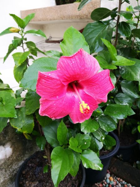 Hibiscus Planting in Grand Rapids