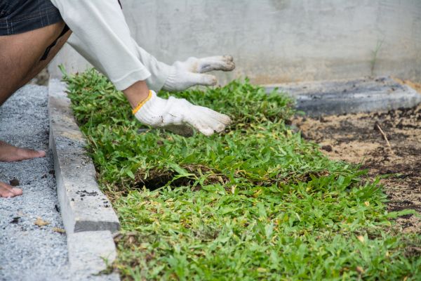 Ground Cover Planting in Grand Rapids