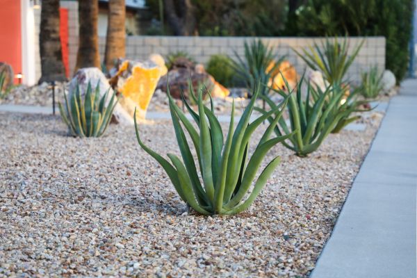 Drought Resistant Landscaping in Grand Rapids