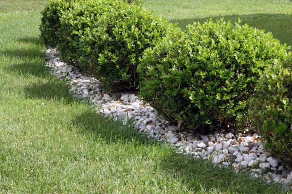Boxwood Planting in Grand Rapids