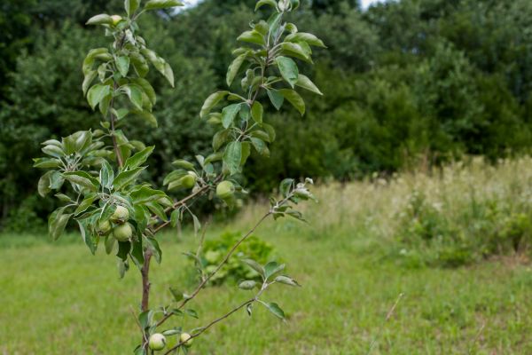 Apple Tree Planting in Grand Rapids