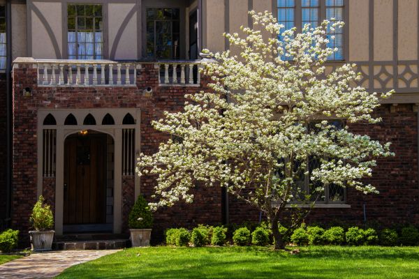 Dogwood Tree Planting in Grand Rapids